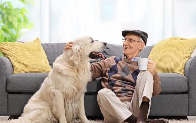 Unleashing the Joys of Pet Ownership: The Importance of Having Pets in the Home
